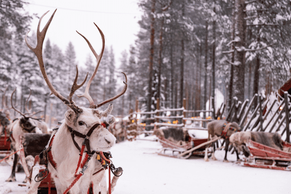 Tour a piedi autoguidato del Villaggio di Babbo Natale a Rovaniemi — image 3