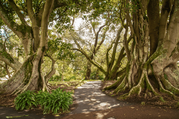 Auckland City Self Guided Walking Tour — image 5