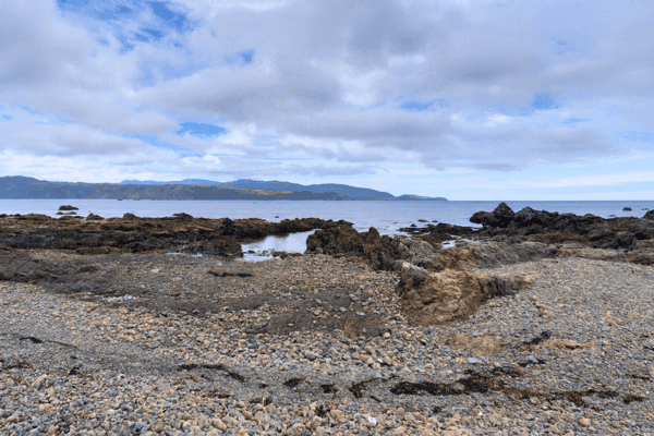 Tour autonomo sulla costa di Wellington — image 4