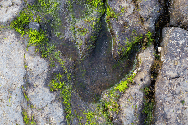 Jurassic Dinosaurs Footprints at An Corran