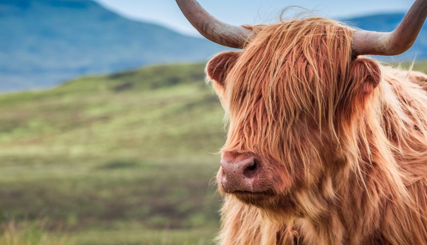 Top 5 Scenic Drives on the Isle of Skye That Will Take Your Breath Away